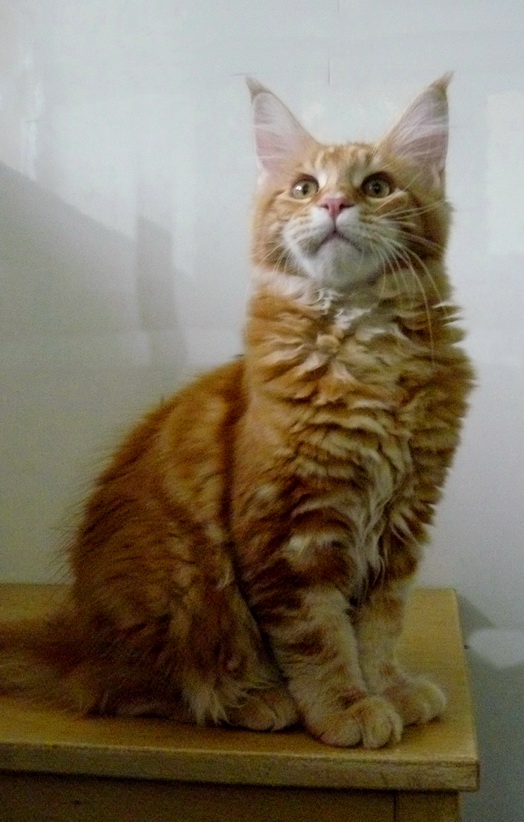 Роскошный котенок мейн кун