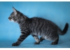 Норвежские лесные котята из питомника