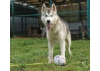 Siberian husky - ГЕКТОР