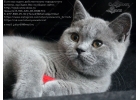 Ищете, где купить британского котенка