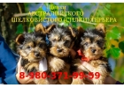 Супер СИЛКИ терьеры