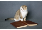 Интеллигентные шотландские котята